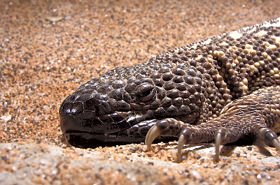 HELODERMA HORRIDUS